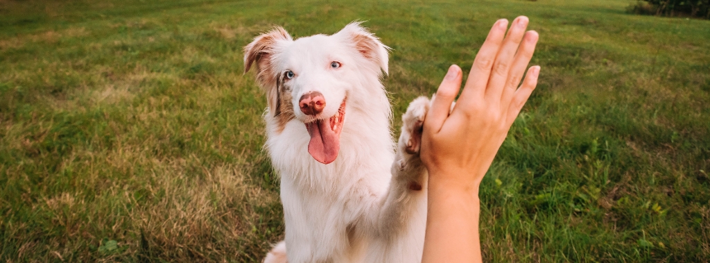 Blog - Fidolove.com - 2-21-13