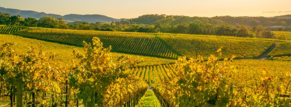 Ecologist Builds Online Database Application Using Caspio, Saving Endangered Plants